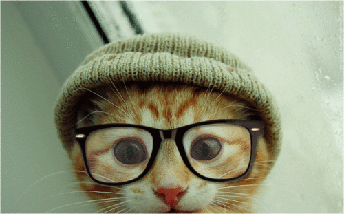 Why This Should Be a Cat&nbsp;Blog