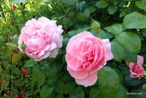 StrawberryHill-002