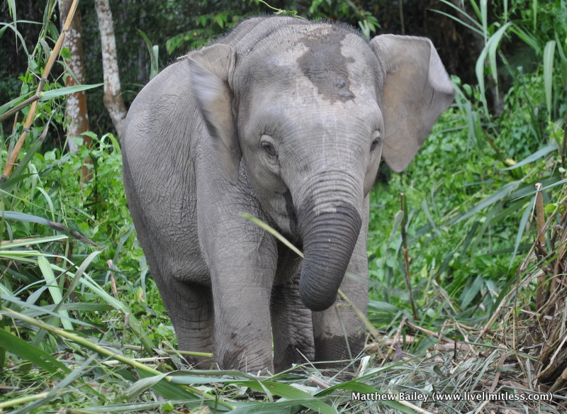 My Ill-Fated Elephant Detective Novel